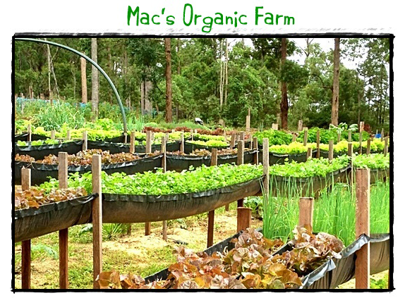 Macs-Organic-Produce-2